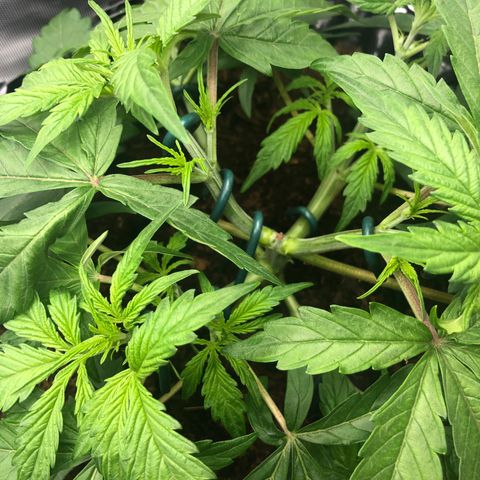 Pineapple Express Auto growlog timeline photo