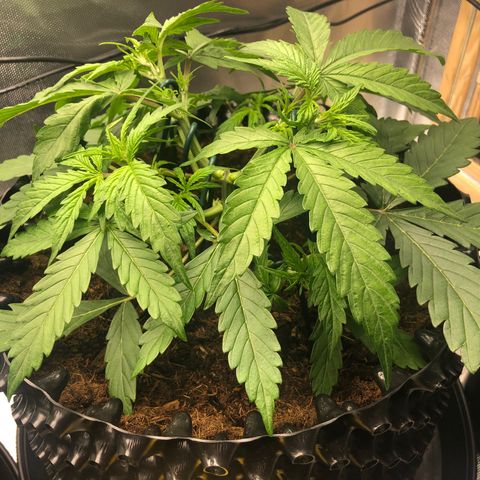 Pineapple Express Auto growlog timeline photo