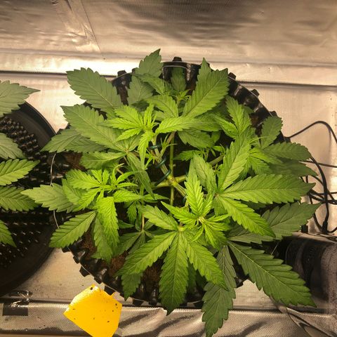 Pineapple Express Auto growlog timeline photo