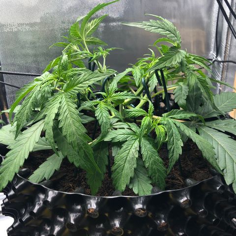Pineapple Express Auto growlog timeline photo