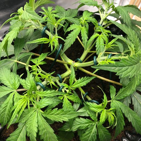Pineapple Express Auto growlog timeline photo