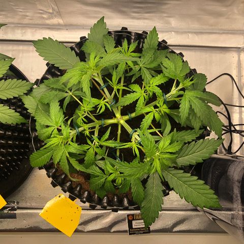 Pineapple Express Auto growlog timeline photo