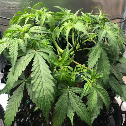 Pineapple Express Auto growlog timeline photo
