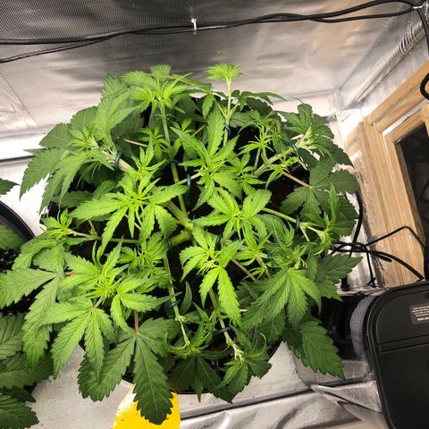 Pineapple Express Auto growlog timeline photo