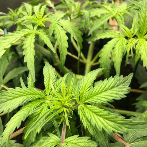 Pineapple Express Auto growlog timeline photo