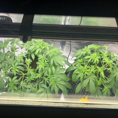 Pineapple Express Auto growlog timeline photo