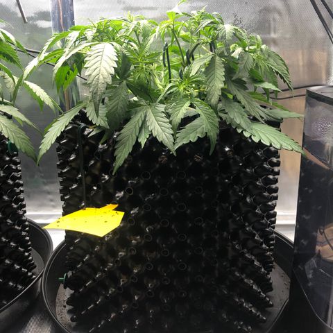 Pineapple Express Auto growlog timeline photo