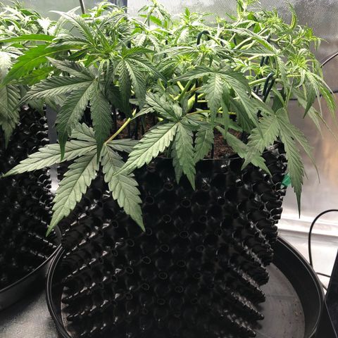 Pineapple Express Auto growlog timeline photo
