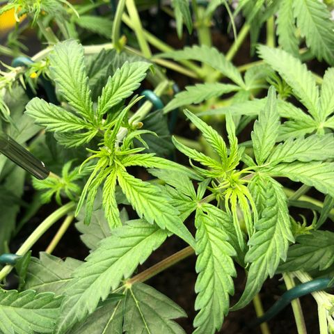 Pineapple Express Auto growlog timeline photo