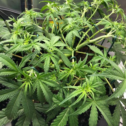 Pineapple Express Auto growlog timeline photo
