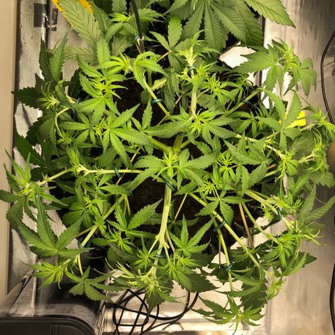 Pineapple Express Auto growlog timeline photo