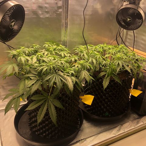 Pineapple Express Auto growlog timeline photo