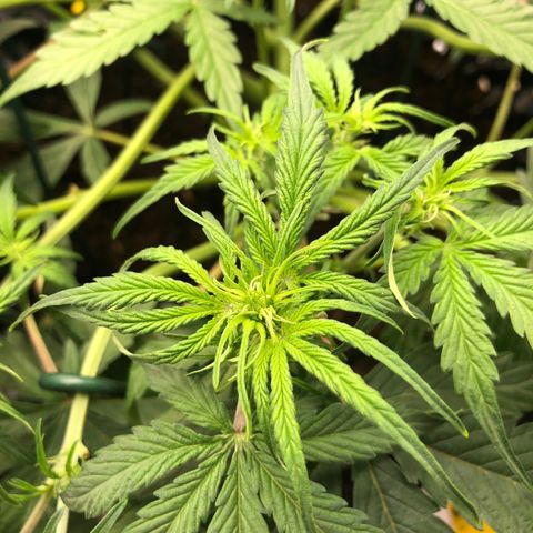 Pineapple Express Auto growlog timeline photo