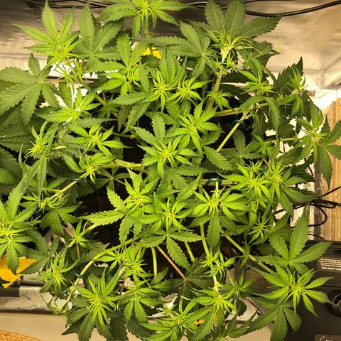 Pineapple Express Auto growlog timeline photo