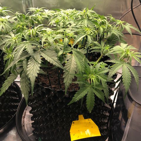 Pineapple Express Auto growlog timeline photo