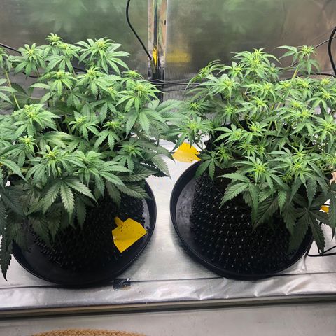 Pineapple Express Auto growlog timeline photo