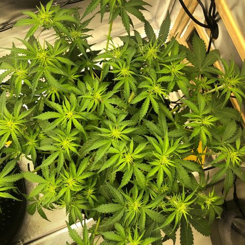 Pineapple Express Auto growlog timeline photo