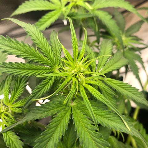 Pineapple Express Auto growlog timeline photo