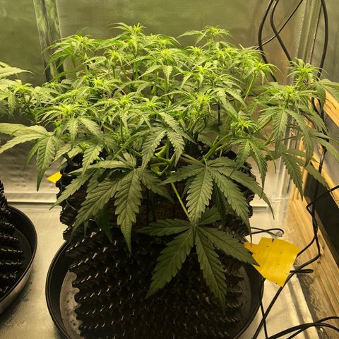 Pineapple Express Auto growlog timeline photo
