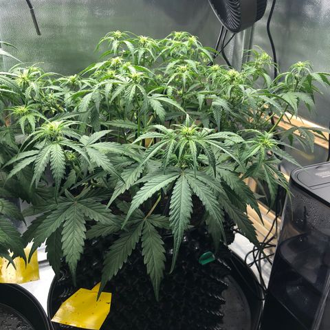 Pineapple Express Auto growlog timeline photo