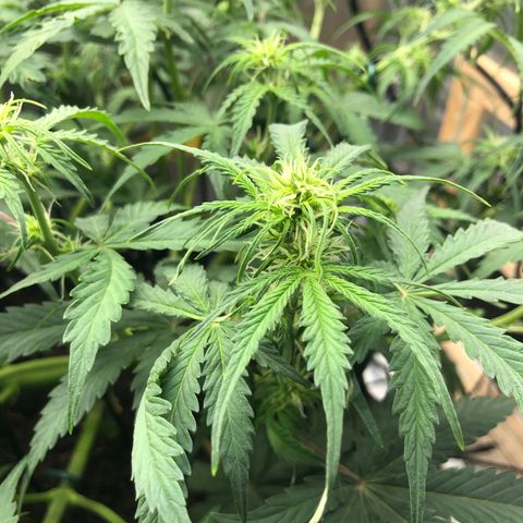 Pineapple Express Auto growlog timeline photo