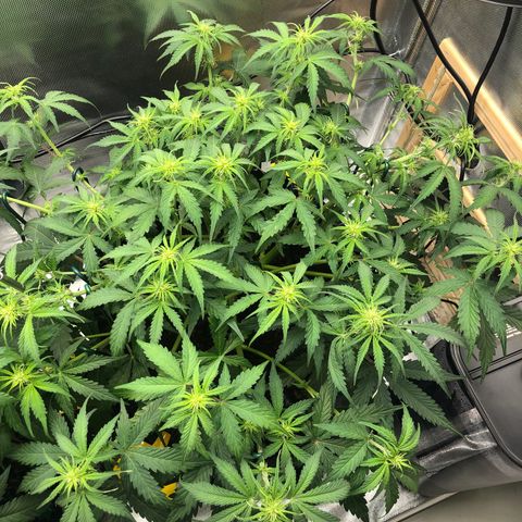 Pineapple Express Auto growlog timeline photo