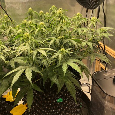 Pineapple Express Auto growlog timeline photo