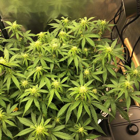 Pineapple Express Auto growlog timeline photo