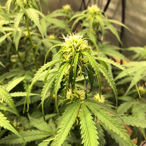 Pineapple Express Auto growlog timeline photo