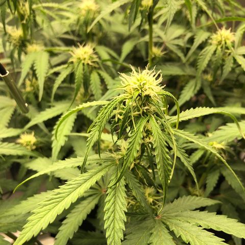 Pineapple Express Auto growlog timeline photo