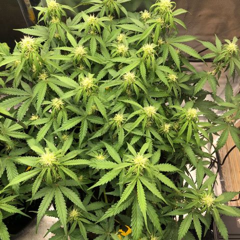 Pineapple Express Auto growlog timeline photo