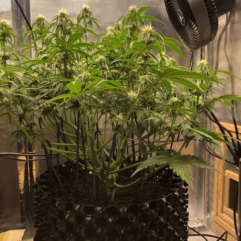Pineapple Express Auto growlog timeline photo