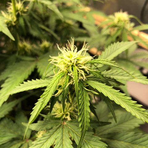 Pineapple Express Auto growlog photo: Jeden 2. Morgen vor dem Gießen ist die Lady immer etwas schwach auf der Brust. Die Blätter an den Knospen hängen etwas runter, das gibt sich dann aber immer im Laufe des Tages.