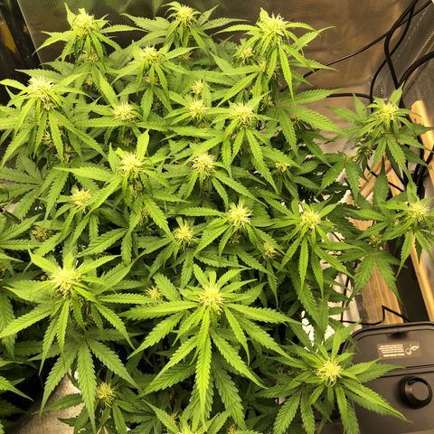 Pineapple Express Auto growlog photo: Jeden 2. Morgen vor dem Gießen ist die Lady immer etwas schwach auf der Brust. Die Blätter an den Knospen hängen etwas runter, das gibt sich dann aber immer im Laufe des Tages.
