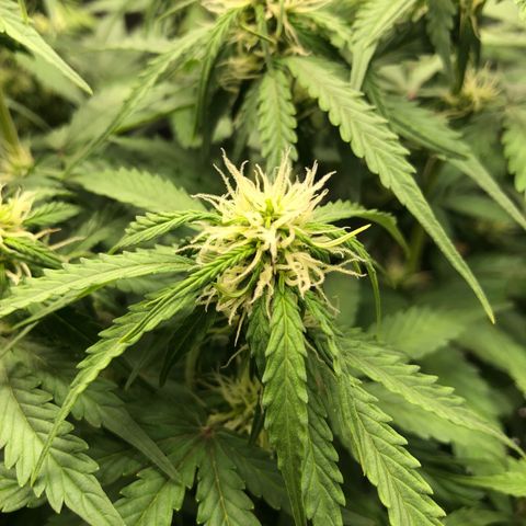 Pineapple Express Auto growlog photo: Jeden 2. Morgen vor dem Gießen ist die Lady immer etwas schwach auf der Brust. Die Blätter an den Knospen hängen etwas runter, das gibt sich dann aber immer im Laufe des Tages.