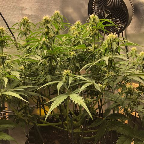 Pineapple Express Auto growlog photo: Jeden 2. Morgen vor dem Gießen ist die Lady immer etwas schwach auf der Brust. Die Blätter an den Knospen hängen etwas runter, das gibt sich dann aber immer im Laufe des Tages.
