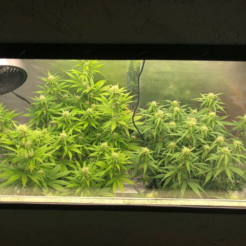 Pineapple Express Auto growlog photo: Purple Punch Auto ist die Pflanze links und Pineapple Express Auto rechts