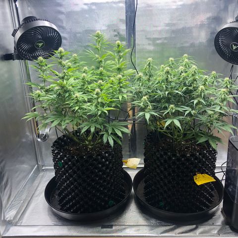 Pineapple Express Auto growlog photo: Purple Punch Auto ist die Pflanze links und Pineapple Express Auto rechts