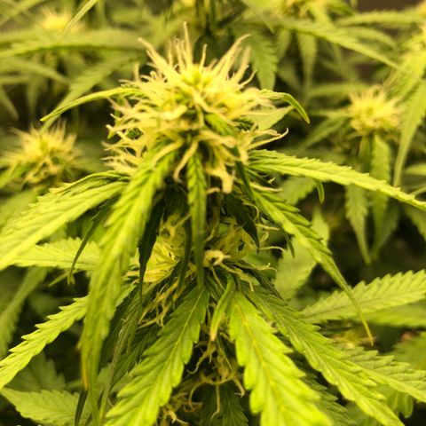 Pineapple Express Auto growlog timeline photo