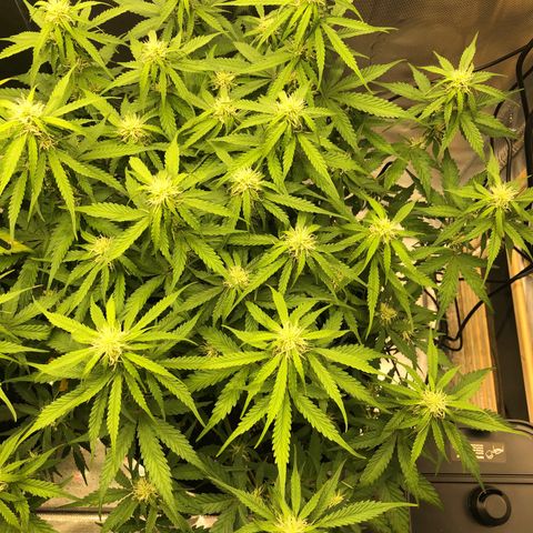 Pineapple Express Auto growlog timeline photo