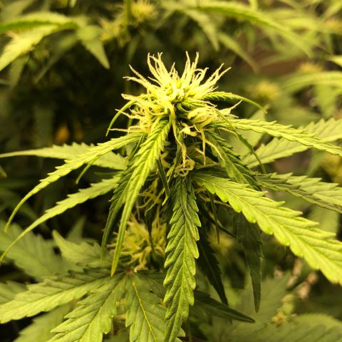 Pineapple Express Auto growlog timeline photo