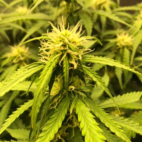 Pineapple Express Auto growlog timeline photo