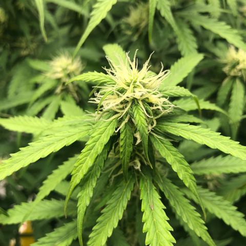 Pineapple Express Auto growlog timeline photo