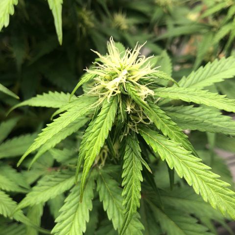 Pineapple Express Auto growlog timeline photo