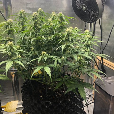 Pineapple Express Auto growlog timeline photo