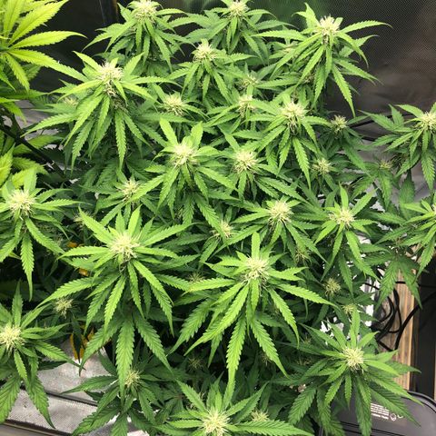 Pineapple Express Auto growlog timeline photo