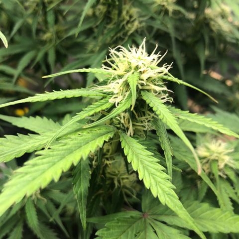 Pineapple Express Auto growlog timeline photo