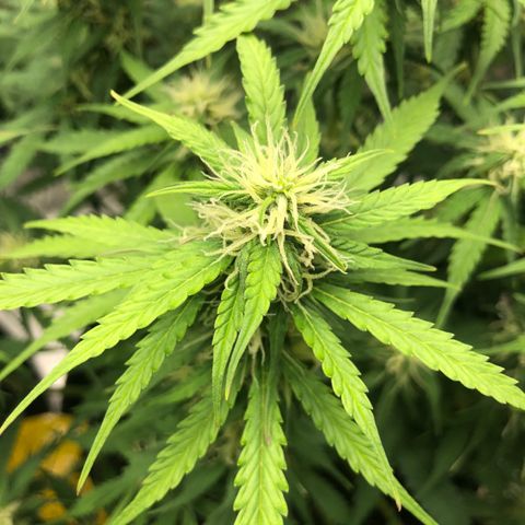 Pineapple Express Auto growlog timeline photo