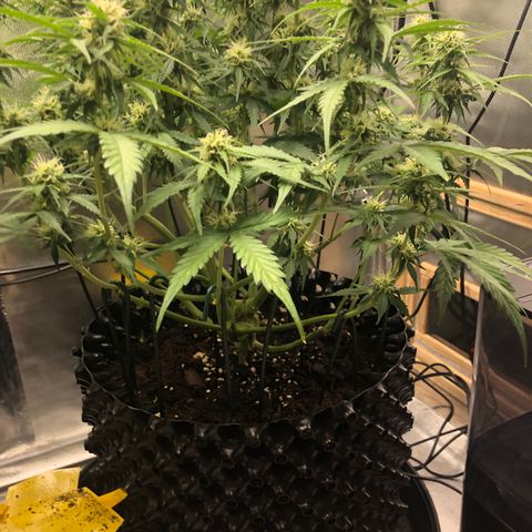 Pineapple Express Auto growlog timeline photo
