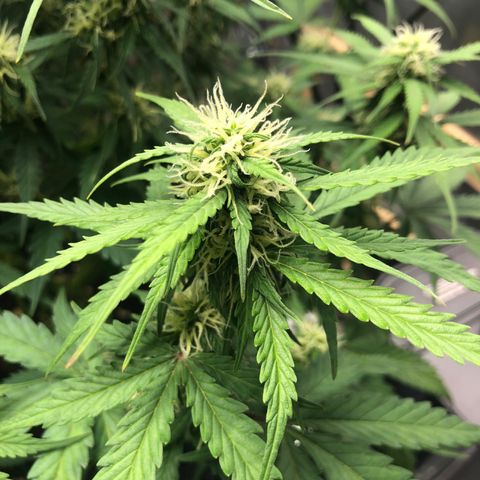 Pineapple Express Auto growlog timeline photo
